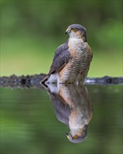 Sparrowhawk (Accipiter nisus) male, bird of prey, bathing at a watering trough, sitting in the