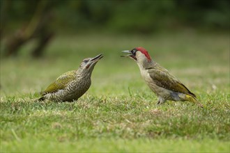 Green woodpecker (Picus viridis) adult bird and juvenile bird on a garden lawn, Norfolk, England,