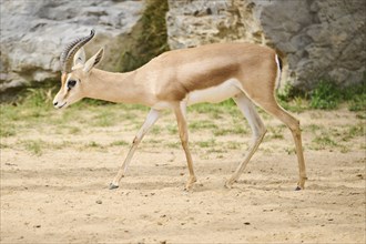 Mountain gazelle (Gazella gazella) walking in the dessert, captive, distribution south america