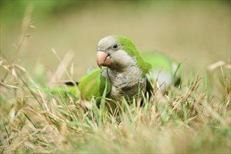 Monk parakeet (Myiopsitta monachus) wildlife on a meadow, Catalonia, Spain, Europe