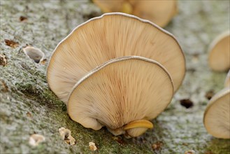 Late oyster (Sarcomyxa serotina), North Rhine-Westphalia, Germany, Europe