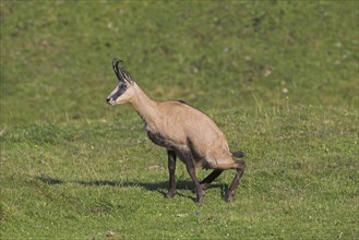 Chamois (Rupicapra rupicapra) female urinating by squatting in mountain meadow, Alpine pasture in