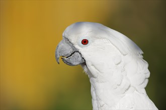 White cockatoo (Cacatua alba), portrait, captive, occurrence in Indonesia