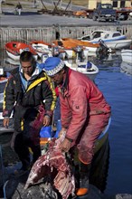 Inuit hunters unload muskox (Ovibos moschatus) meat from boat in the Uummannaq harbour,