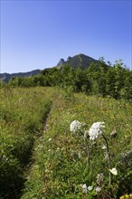 Mountain landscape, hiking trail from the Feichtensteinalm to the Regenspitz, Osterhorngruppe,