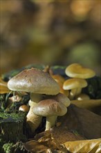 Brick cap (Hypholoma lateritium) Brick Top, Brick Tuft mushrooms