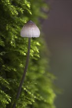 Bleeding, Bleeding fairy helmet (Mycena haematopus), Burgundydrop bonnet (mycena) on moss covered