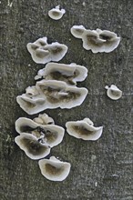 Smoky bracket, smoky polypore, white rot (Bjerkandera adusta) growing on tree trunk