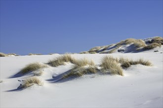 Sand dunes with marram grass at Amrum, North Frisian Islands in the wadden Sea on the German North