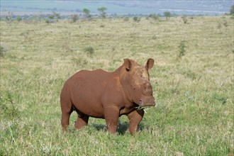 White rhinoceros, white rhino or square-lipped rhinoceros (Ceratotherium simum) covered with red