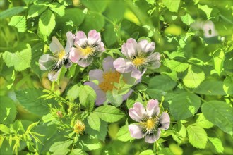 Dog rose (Rosa canina), dog rose, dog rose, heather rose, hagrose, oil painting, soft colours, pink