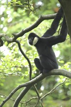 Northern white-cheeked gibbon (Hylobates leucogenys), adult, male, white-cheeked gibbon, gibbons