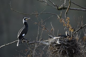 Great cormorant (Phalacrocorax carbo), pair at nest, Essen, Ruhr area, North Rhine-Westphalia,