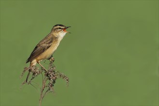 Sedge Warbler (Acrocephalus schoenobaenus), singing from a raised lookout, Austria, Europe