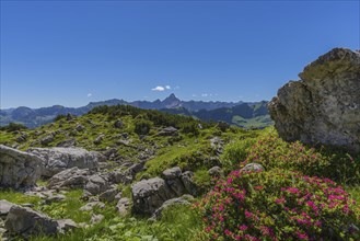 Rhododendrons (Rhododendron), Koblat on the Nebelhorn, behind it the Hochvogel, 2592m, Allgäu Alps,