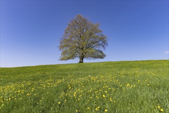 Common beech (Fagus sylvatica) in spring, solitary tree near Rieden am Forggensee, Ostallgäu,