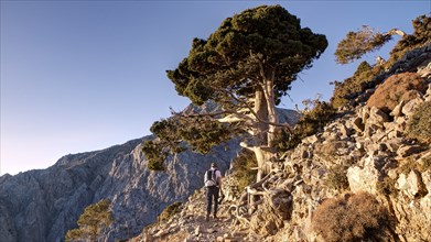 Gnarled old tree, hiker on hiking trail, Gingilos, hiking on the Gingilos, morning light, cloudless