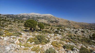 Lassithi, Katharo, Machia, trees, mountains, cloudless blue sky, East Crete, island of Crete,