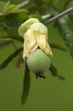 Passion flower, fruit (Passiflora edulis forma edulis)