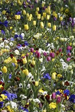 Bed of flowers with Tulips and Pansies (Viola hybrida)