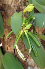 Vanilla (Vanilla planifolia), blossom, Nosy Be, Madagascar, Africa