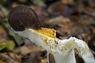 European red slug (Arion rufus), large red slug eating mushroom in forest