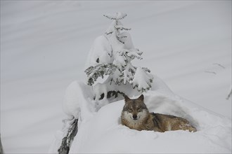 Wolf (Canis lupus), lying in the snow, captive, Bayerischer Wald, Bavaria, Germany, Europe