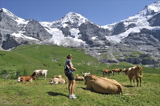 Hiker among domestic cattle (Bos taurus) with cowbell in a meadow, Swiss Alps, Switzerland, Europe