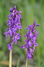 Early purple early purple orchid (Orchis mascula) in a meadow, Belgium, Europe