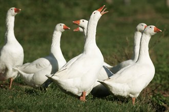 Free-range domestic geese, domestic geese, free-range, goose, geese