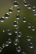 Spider web with dew drops, morning dew