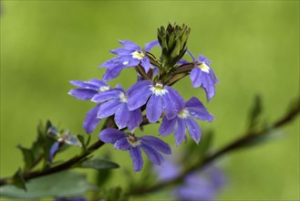 Fairy fan-flower (Scaevola aemula)