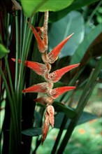 Lobster Claw (Heliconia vellerigera)