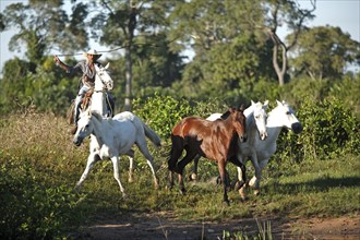 Cowboy with horses, vaqueiro, pantaneiro, Pantanal, Brazil, South America