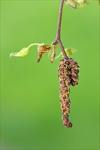 Alder (Alnus glutinosa), Germany, Europe