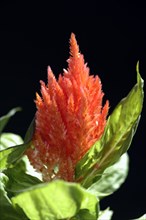 Plumed cockscomb (Celosia argentea var. plumosa)