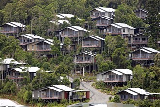 Holiday Resort, O'Reilly's Rainforest Retreat, Lamington National Park, Australia, Oceania