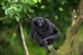 Dark-handed Gibbon, Agile Gibbon (Hylobates agilis)