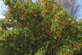 Calamondia orange, tree with fruit, California (Calamondia x citrus fortunella mitis), USA, North