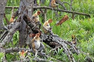 Proboscis monkeys (Nasalis larvatus), females and juveniles, Labuk Bay, Sabah, Borneo, Slender