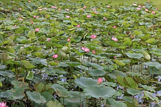 Indian Lotus (Nelumbo nucifera), Kota Kinabalu, Sabah, Borneo, Malaysia, Asia