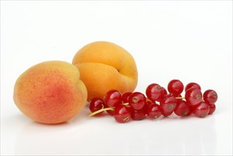 Redcurrants (Ribes rubrum) and Apricots (Prunus armeniaca)