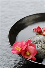 Japanese Chaenomeles (Chaenomeles) and stone in bowl