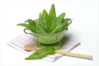 Ramsons (Allium ursinum) leaves in carbon copy, sieve, wooden spoon