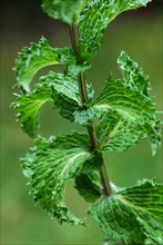 Spearmint (Mentha spicata) peppermint