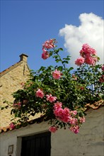 Climbing roses over wall, Flanders, Dam, West Flanders, Belgium, Europe