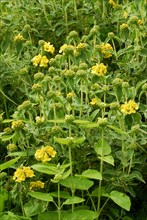 Bush fireweed (Phlomis fruticosa)