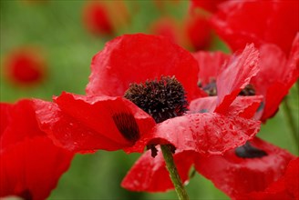 DrugPapaver bracteatum (Papaver bracteatum) Armenian