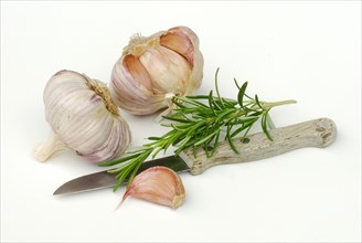 Garlic (Allium sativum) and Rosemary (Rosmarinus officinalis) knife