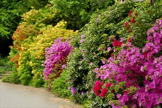 Rhododendron